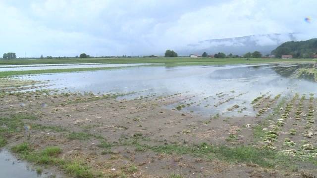 So viel Ernte zerstört wie seit 2007 nicht mehr