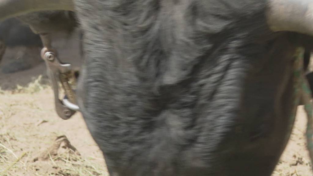 Faszination Ringkuhkampf