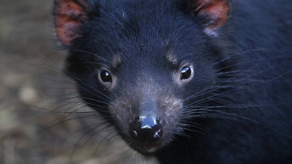 In Tasmanien haben Tierärzte zum ersten Mal einen Tasmanischen Teufel wegen Grauen Stars operiert. Die Tiere sind bedroht. Es gibt sie in der Wildnis nur auf der Insel Tasmanien in Australien.