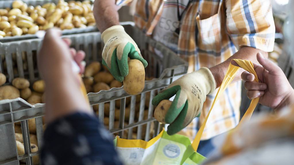 Das Bakterium Ralstonia pseudosolanacearum befällt vor allem Nachtschattengewächse wie die Kartoffel. (Symolbild)