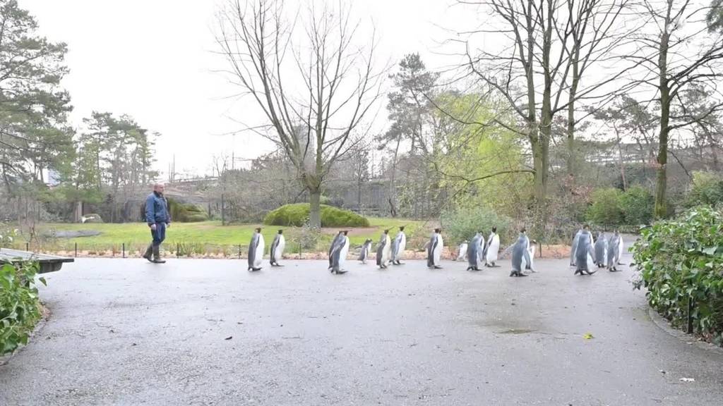Zoo-Schliessung / Pinguin-Spaziergang