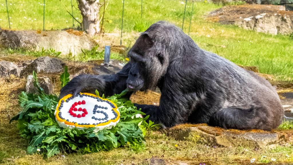 In Tierparks gibt es immer mehr betagte Tiere und zu wenig Platz für Nachwuchs. Forscher halten mehr gezielte Tötungen für nötig. (Archivbild)