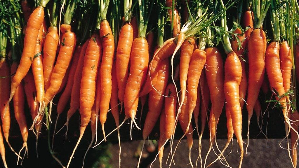Rüebli sind in der Schweiz hoch im Kurs: 7,9 Kilogramm werden jährlich pro Kopf gegessen. An zweiter Stelle der Gemüse-Hitparade folgen Tomaten. (Symbolbild)