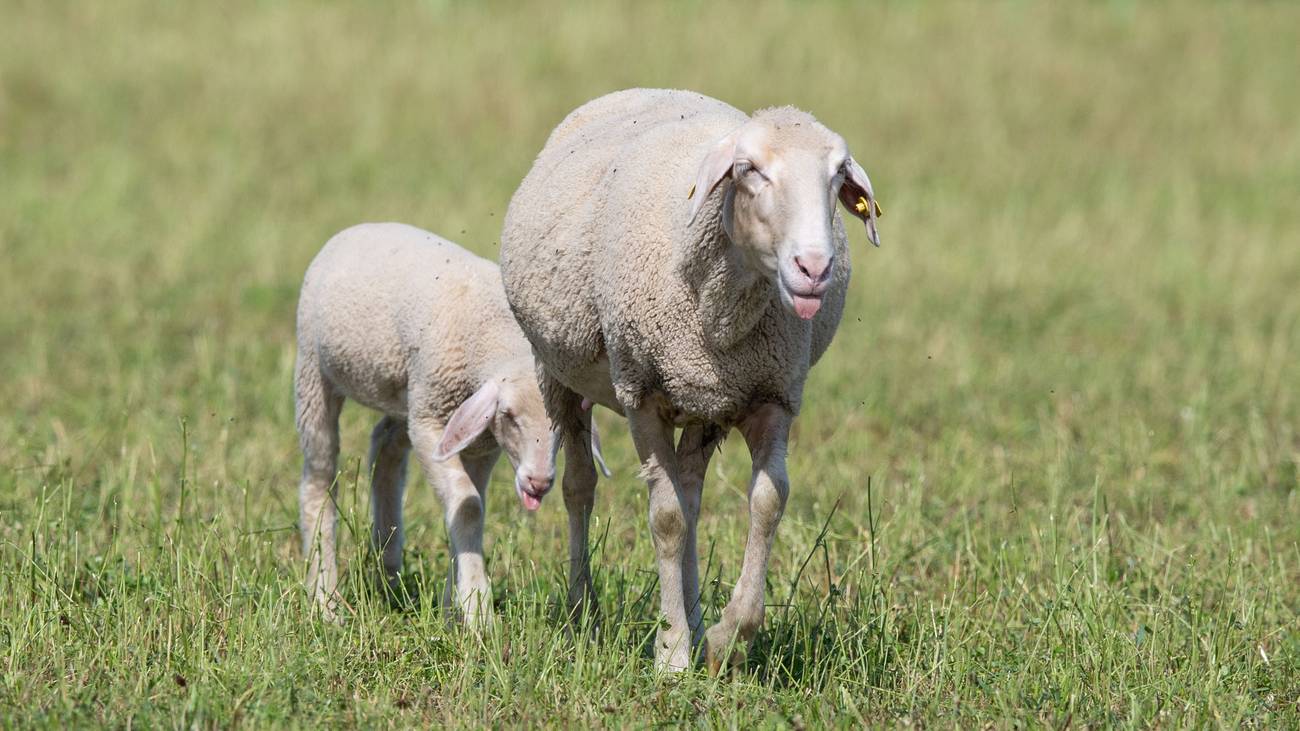Schafe Weide Tiere