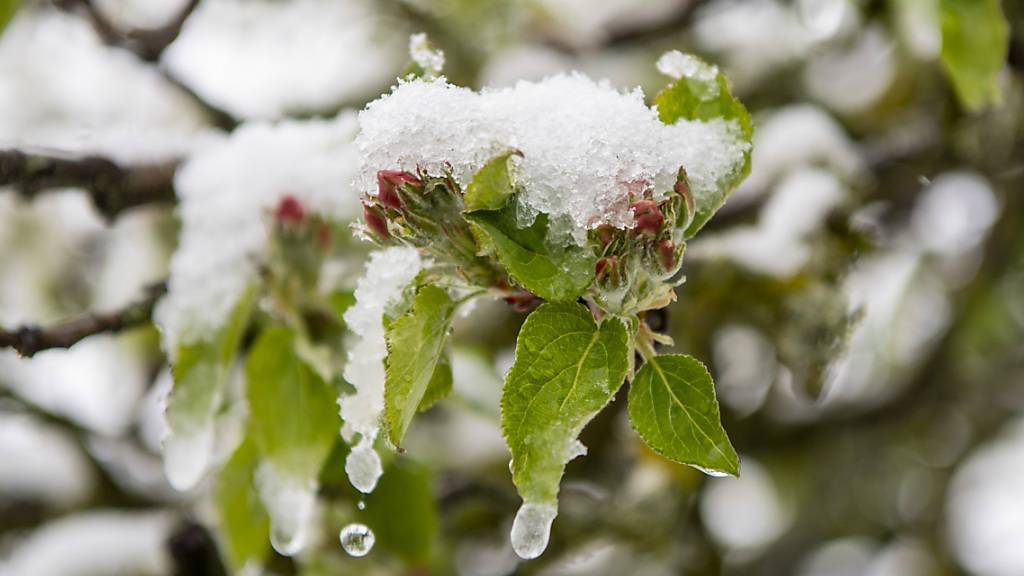 Sorge bereitet der Spätfrost insbesondere den Obstbauern. (Symbolbild)