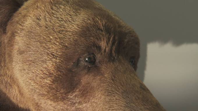 Wenn die Kälte erwacht: Die Eiszeit kehrt ins Naturmuseum St.Gallen zurück