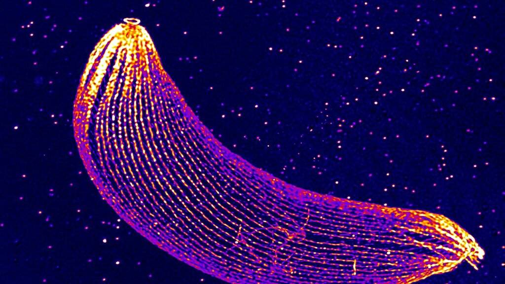 Das Bild zeigt das Zellskelett des Malaria-Parasiten Plasmodium im würmchenförmigen Ookinetenstadium. Der Ring an der oberen Spitze ist die neu entdeckten Struktur, die dem Einzeller das Eindringen in den Mückendarm erlauben könnte. (Pressebild)