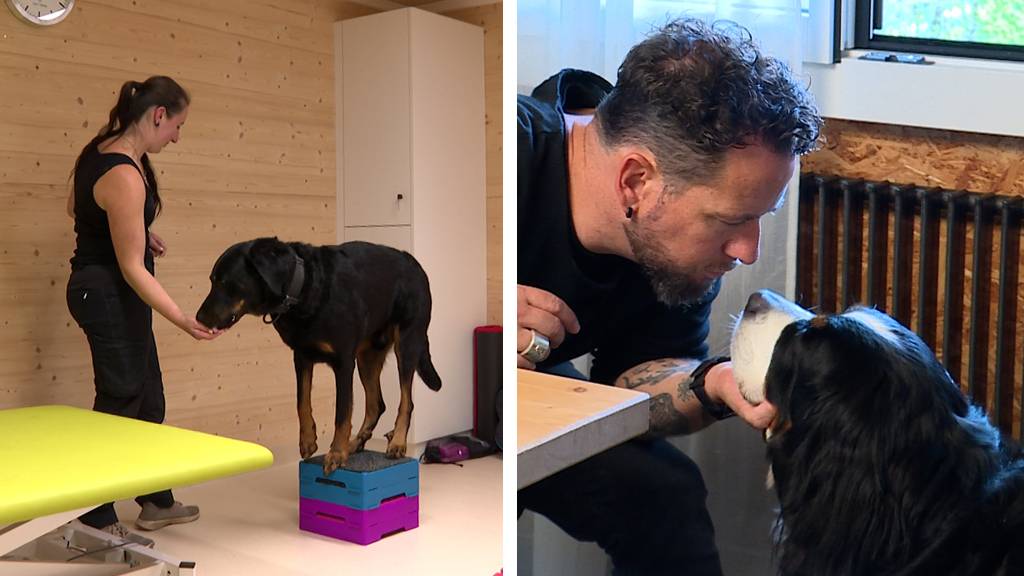 Rundum-Service / Prominenter Hundehalter 