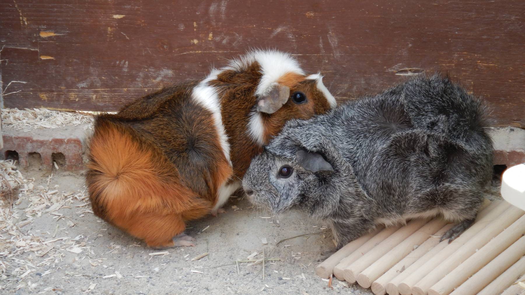 Meerschweinchen