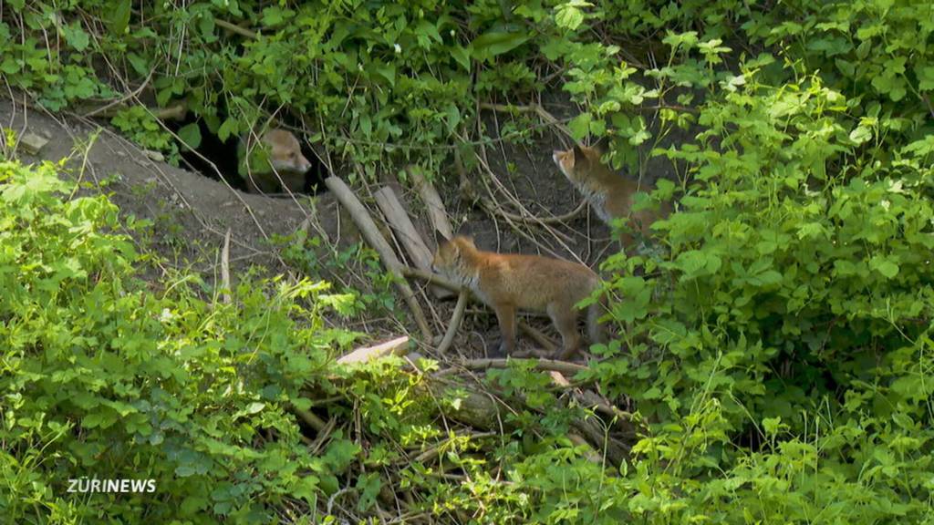 Fuchsfamilie nistet sich mitten in Horgen ein