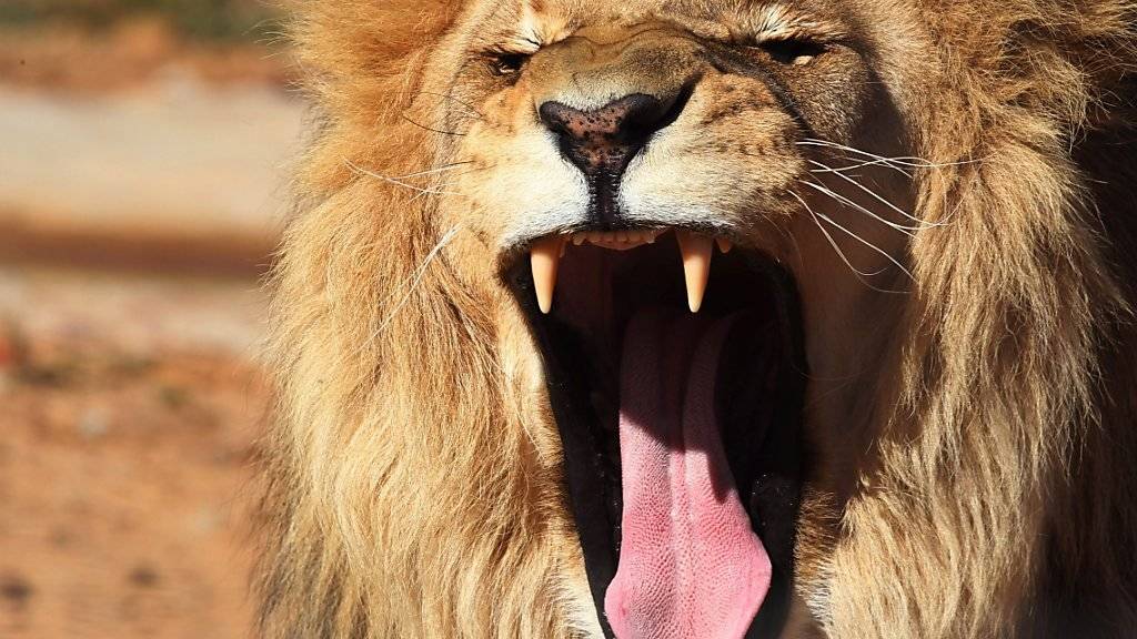In Südafrika ist ein mutmasslicher Wilderer von Löwen zerfleischt worden. (Symbolbild)