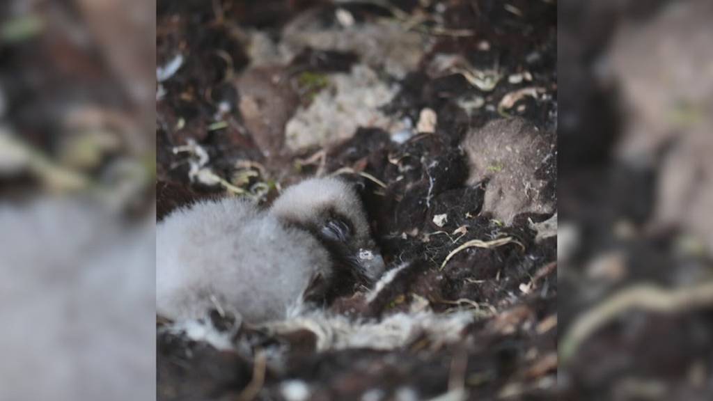Luchs, Bär, Bartgeier - Viel Nachwuchs im Tierpark Goldau