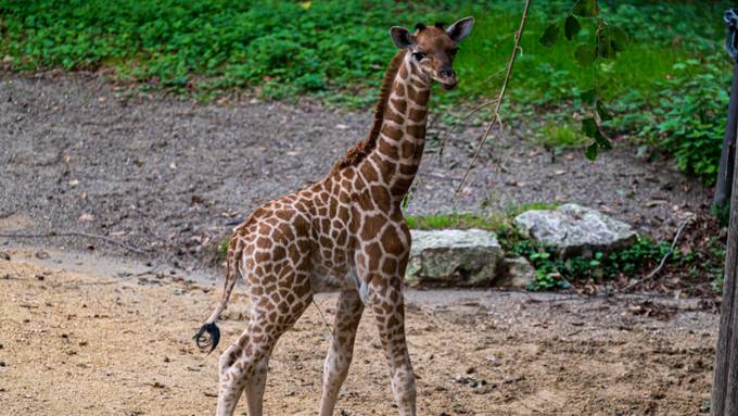 Giraffen-Baby Tufani im Zoo Basel eingeschläfert