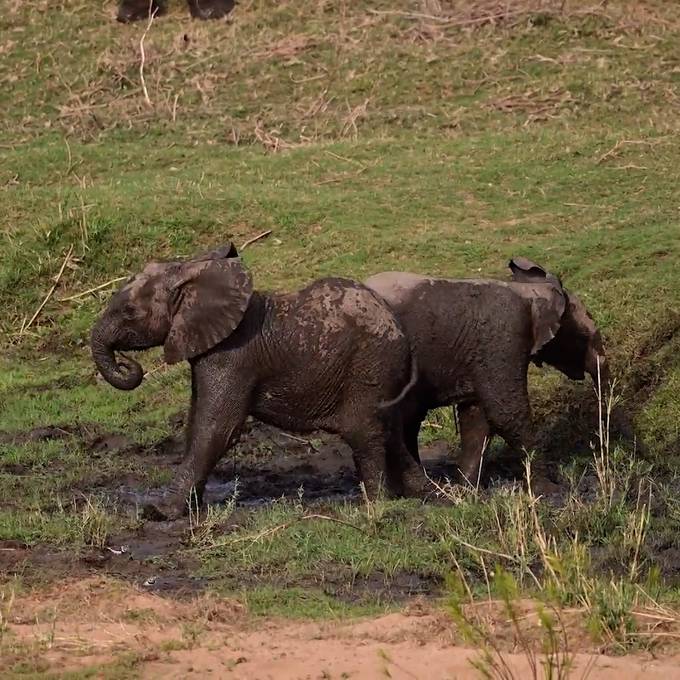 Elefantenbabys toben ausgelassen im Schlamm