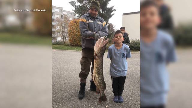 Riesenhecht aus Zürichsee gezogen