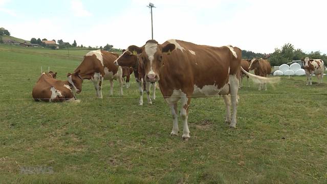 Nestlé will umweltfreundlichere Milchkühe