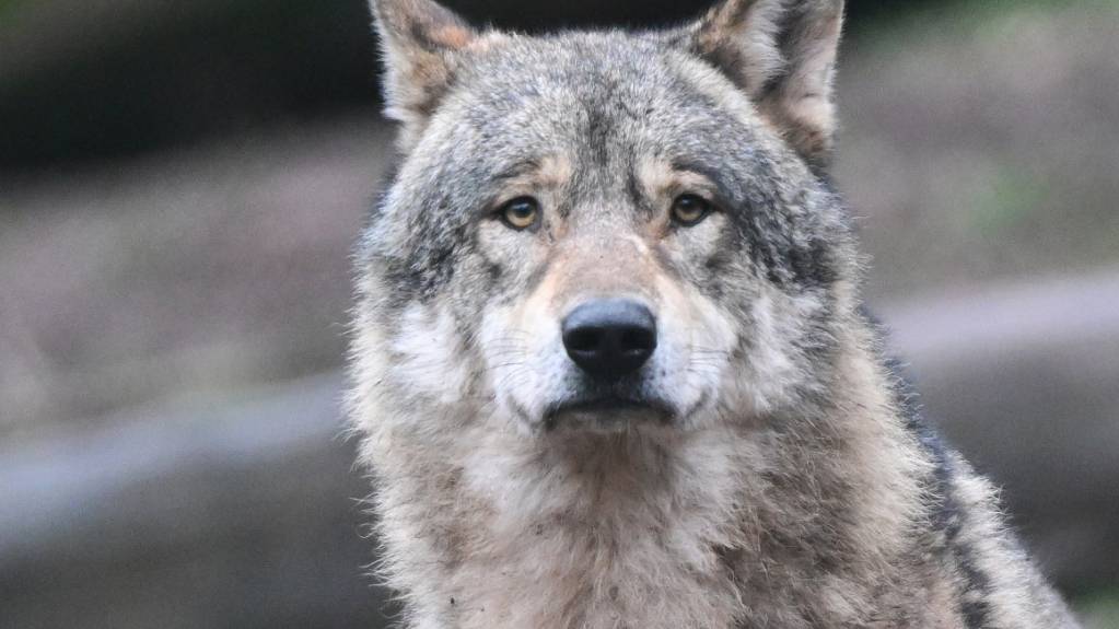 Schon wieder wird am rechten Zürichseeufer ein möglicher Wolf gesichtet. (Symbolbild)