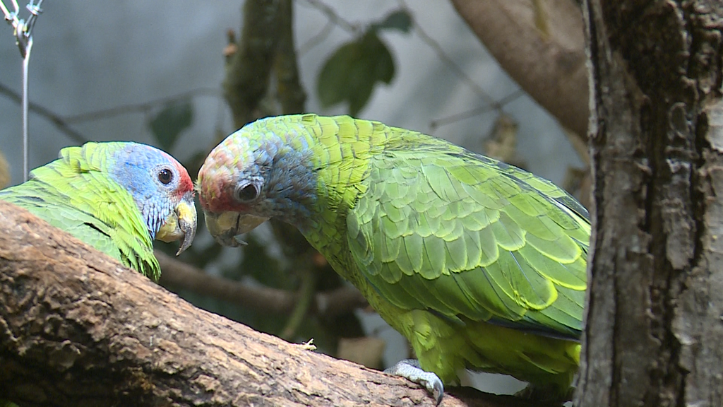 Partnervermittlung im Zoo