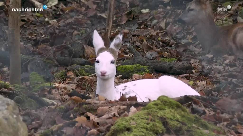 Weisses Reh im Tierpark Goldau zu Gast