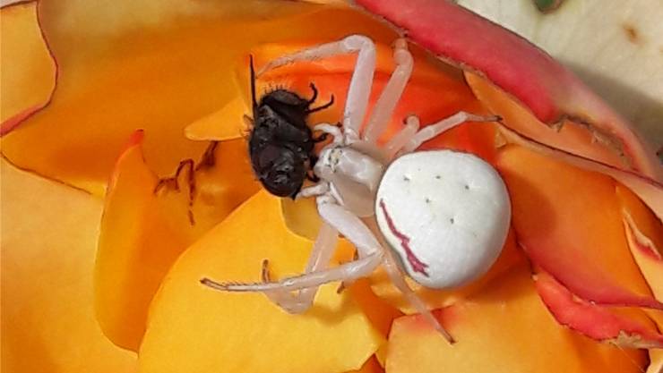 Diese Spinne Schreckt Eine Aargauerin Auf Doch Handelt Es Sich