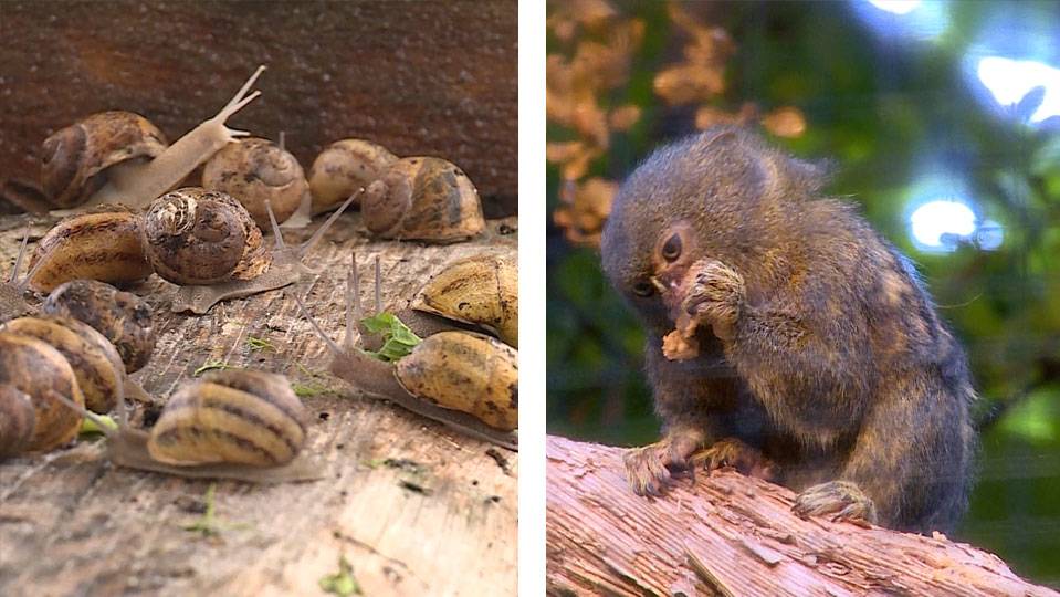 Schnecken-Zucht / Der kleinste Affe der Welt