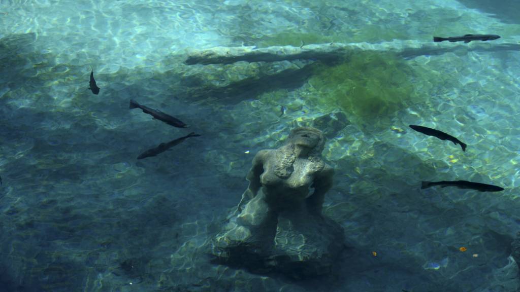Für Forellen kann eine Wassertemperatur von 21 Grad Celsius bereits kritisch werden. (Symbolbild)