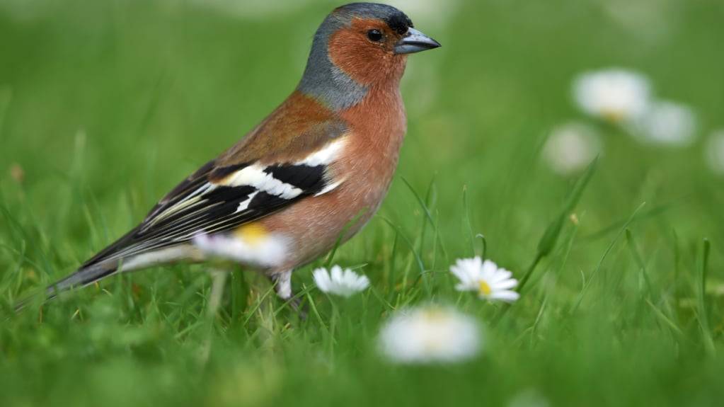 Die Vogelfreunde zählten über 10'000 Buchfinken. (Archivbild)