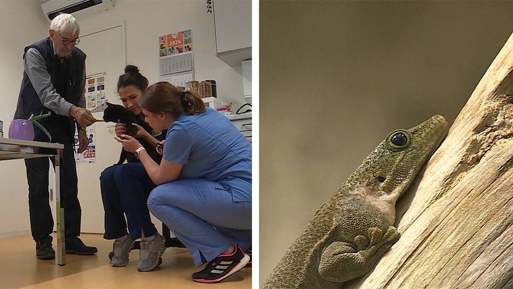 Angstfreier Tierarztbesuch / Bedrohte Gecko-Arten im Zoo Zürich