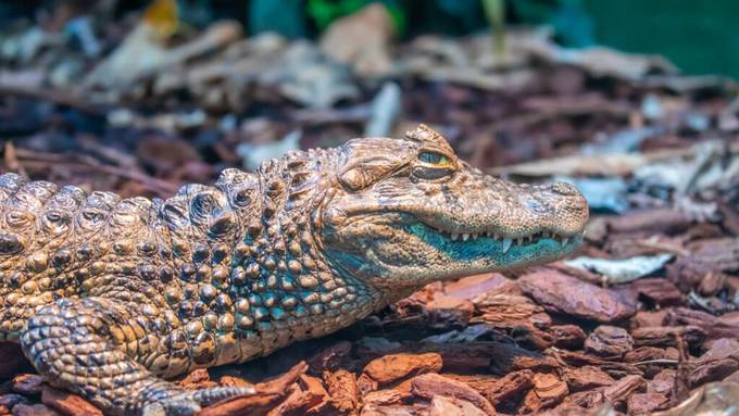 Krokodile im Zoo Zürich: Bald könnte Nachwuchs kommen