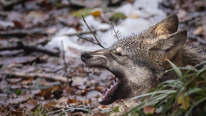 Wolf reisst im Urnerland im vergangenen Jahr insgesamt 46 Schafe