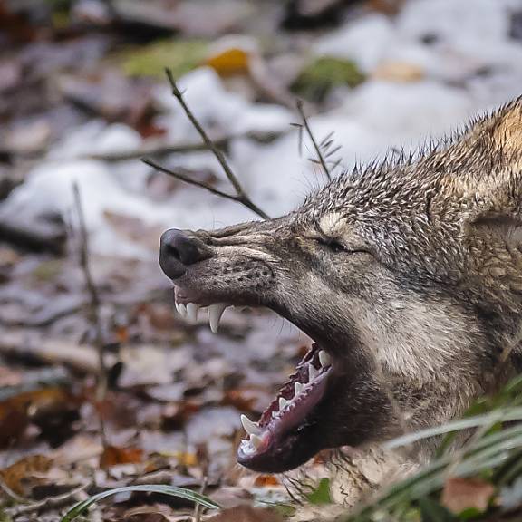 Wolf reisst im Urnerland im vergangenen Jahr insgesamt 46 Schafe