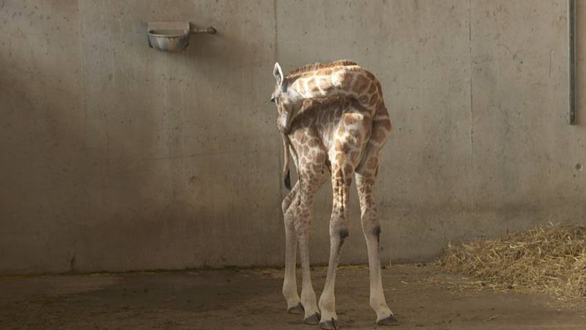 Herziges Neugeborenes: Giraffenbaby entzückt Knies Kinderzoo in Rapperswil