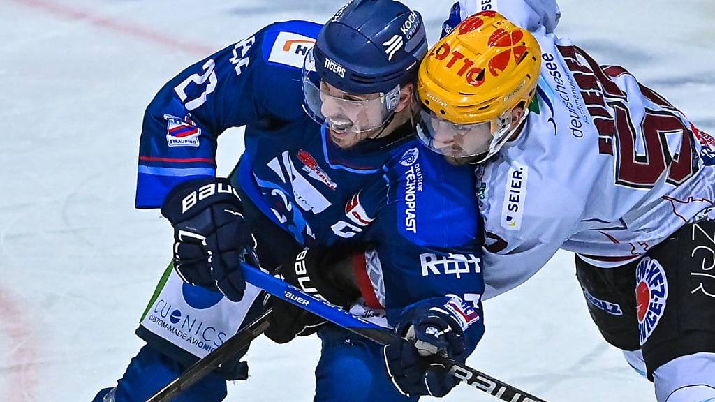 Die Straubing Tigers (in den blauen Trikots) beehren den 96. Spengler Cup