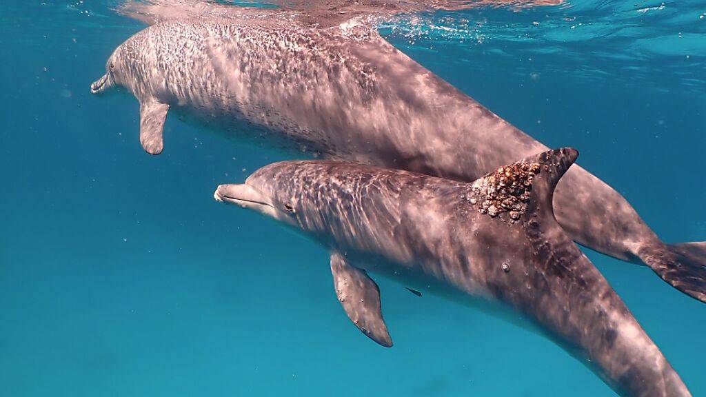 Ein Delphin mit einer Pilzinfektion an der Rückenflosse: Gegen das Hauptproblem hilft ein Besuch bei Korallen.