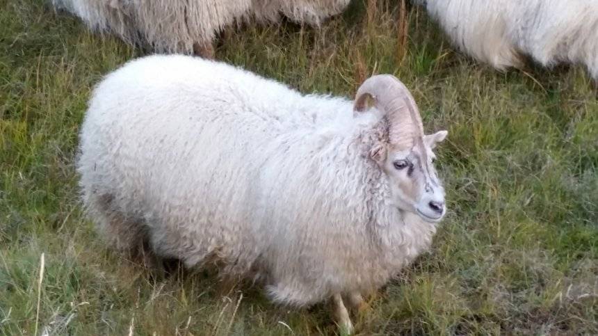 Das Einhorn-Schaf wird versteigert.