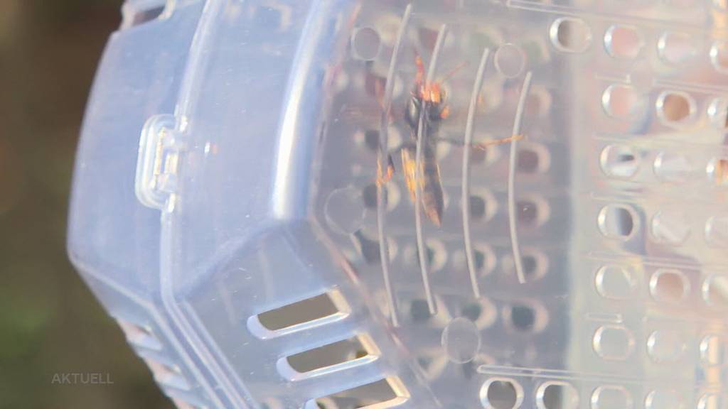 Gefahr für Bienen: In Leimbach hat man ein Nest mit Asiatischen Hornissen entdeckt