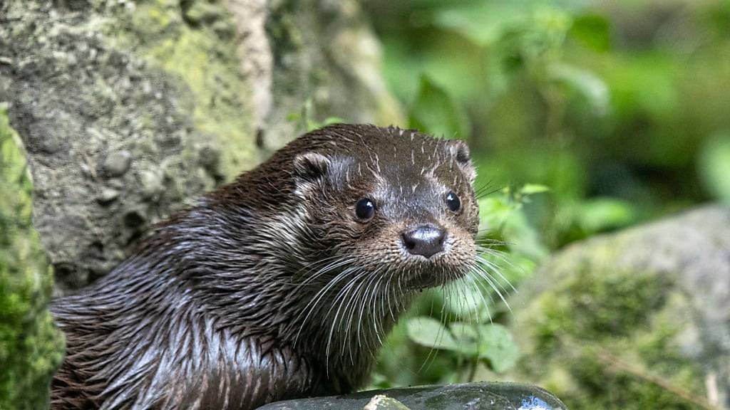 Fischotterdame Cleo lebt neu im Zoo Zürich