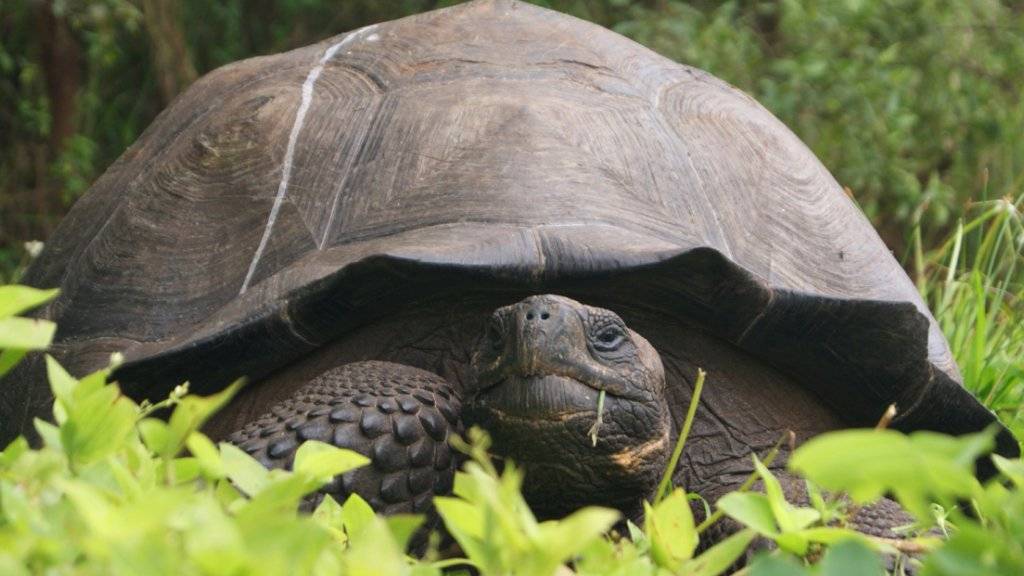 Ein Exemplar der neu entdeckten Spezies von Riesenschildkröten auf den Galapagos-Inseln. Es soll einige hunderte Tiere geben.