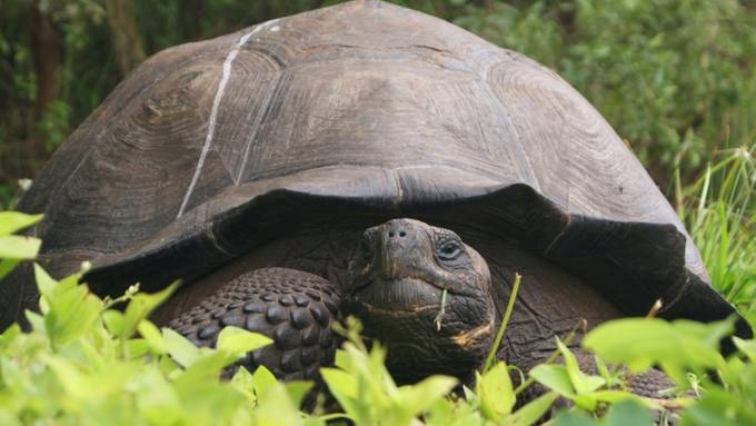 Neue Riesenschildkröten-Art entdeckt