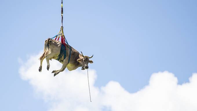 Kühe werden mit Helikopter von Alp geflogen
