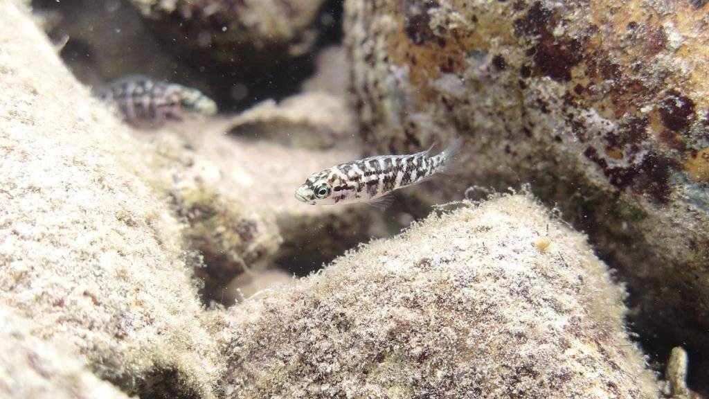 Helferfische der Buntbarschart Neolamprologus obscurus bei ihrem Nest.