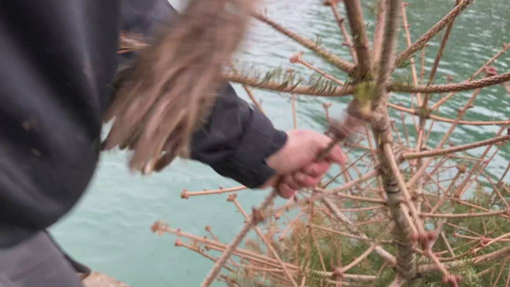 Über 100 Bäume im Wohlensee versenkt