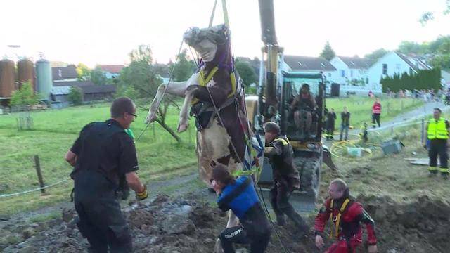 Feuerwehr rettet trächtige Kuh vorm Ertrinken