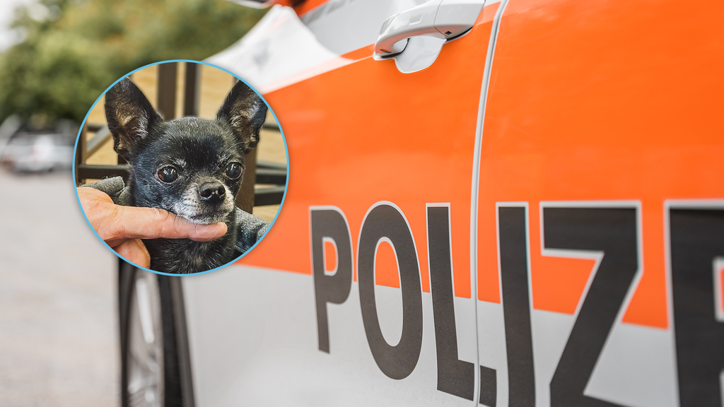Besitzer vergisst Chihuahua am Kiosk – Stapo bringt ihn zurück