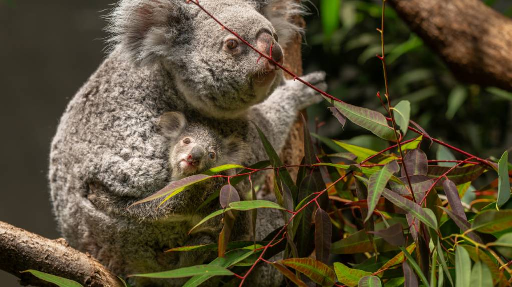 Im Zoo Zürich gab es Koala-Nachwuchs: Vor rund sieben Monaten kam das Jungtier zur Welt.