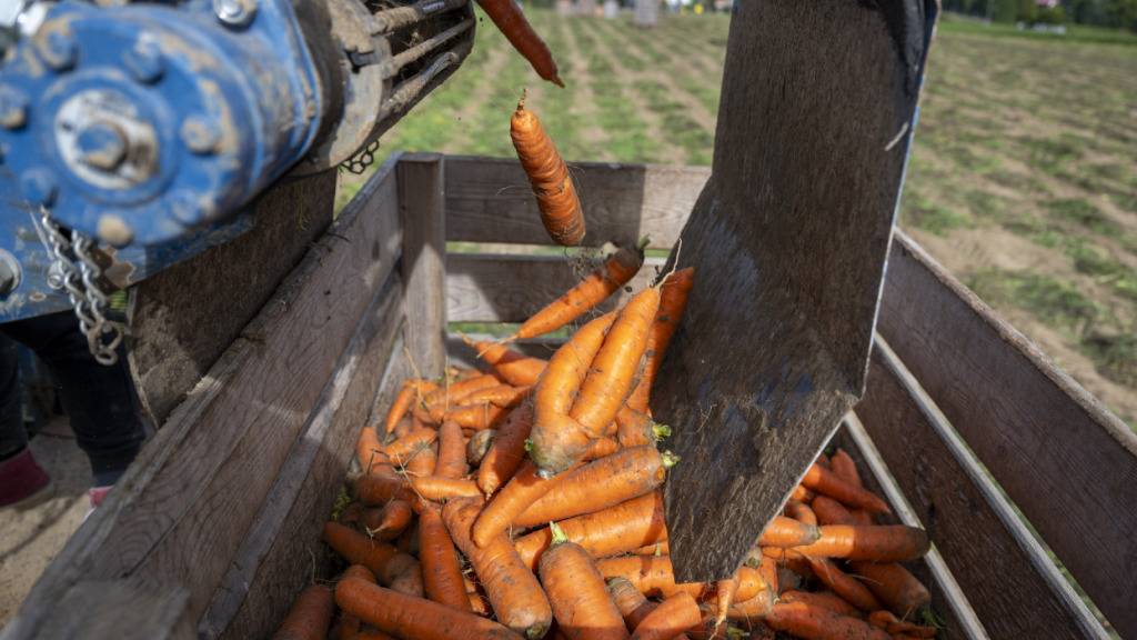 Die Regierung des Thurgaus befürchtet im Zusammenhang mit einer PFAS-Weisung des Bundesrats Nachteile für die einheimische Landwirtschaft. Im Bild: Rüebli-Ernte in Tägerwilen TG. (Archivbild)