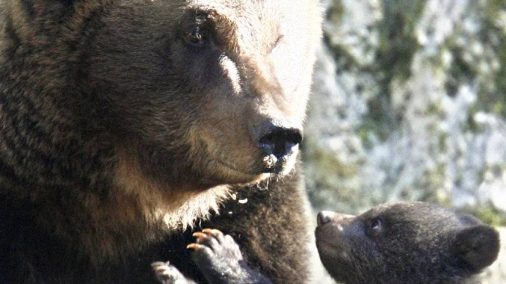 Eine Bärenmutter mit ihrem Jungen: Nicht immer ist das Zusammenleben so friedlich. Im Jurapark bei Vallorbe VD hat eine Bärenmutter ihr Junges getötet. (Archivbild)