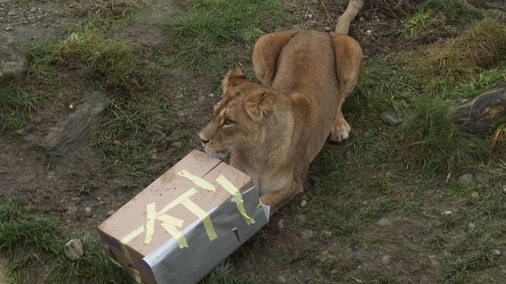 So sieht es aus, wenn ein Löwe ein Weihnachtspäckli öffnet