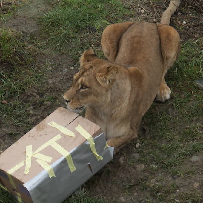So sieht es aus, wenn ein Löwe ein Weihnachtspäckli öffnet