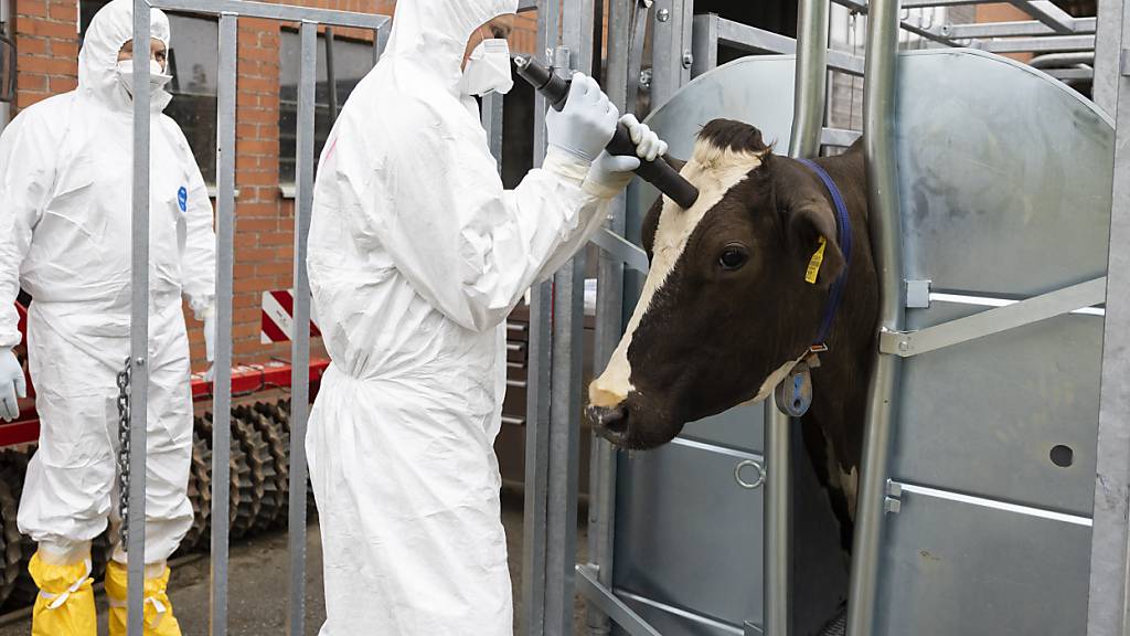 Bei der Tierseuchenübung im Landwirtschaftlichen Zentrum Liebegg in Gränichen AG üben Fachleute die Betäubung eines Rindes mit einem Bolzenschussgerät.